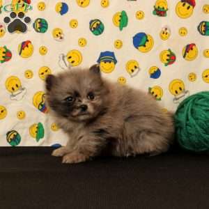 Daisy, Pomeranian Puppy